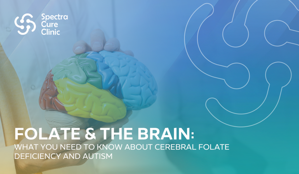 Folate & the Brain: What You Need to Know About Cerebral Folate Deficiency & Autism